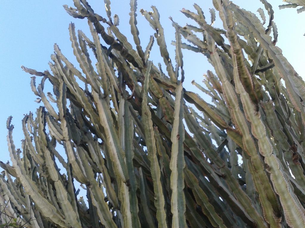 B&B Il Girasole Noto Dış mekan fotoğraf